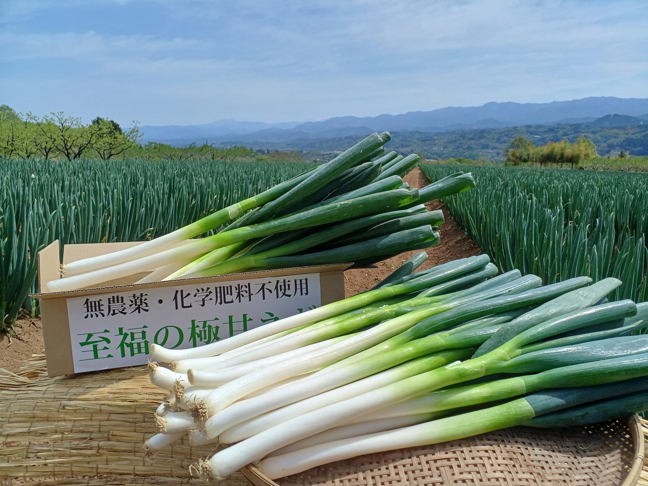 Amazon.co.jp: 【長野県産】朝採り即日出荷「長ネギ」Mサイズ20本(根